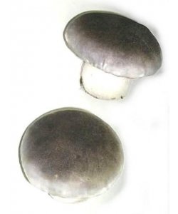 Dekorační houby - sada 12 ks